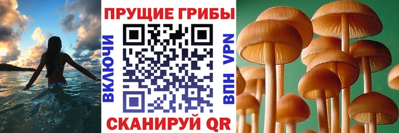 Галлюциногенные грибы Psilocybine cubensis  Катайск 